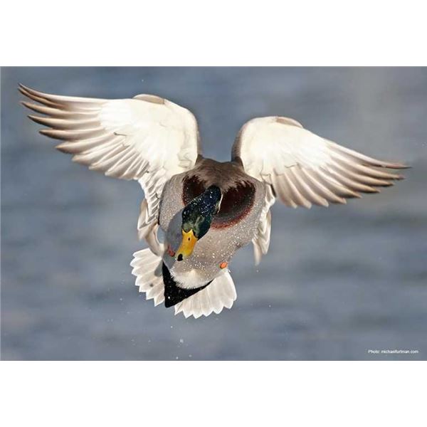 Louisiana: Weekend Duck Hunt and Fishing for 2 Male Hunters