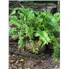 Image 1 : LARGE PLANTER WITH FERN