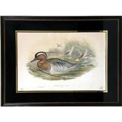 A FRAMED HAND-COLORED JOHN GOULD LITHOGRAPHS