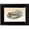 Image 1 : A FRAMED HAND-COLORED JOHN GOULD LITHOGRAPHS