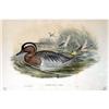 Image 2 : A FRAMED HAND-COLORED JOHN GOULD LITHOGRAPHS