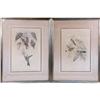 Image 1 : TWO FRAMED HAND-COLORED JOHN GOULD HUMMINGBIRD LITHOGRAPHS