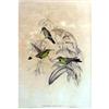 Image 2 : TWO FRAMED HAND-COLORED JOHN GOULD HUMMINGBIRD LITHOGRAPHS