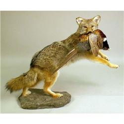 A TAXIDERMY MOUNT