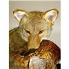 Image 3 : A TAXIDERMY MOUNT