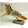 Image 5 : A TAXIDERMY MOUNT