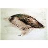Image 4 : A BURNT UMBER PRINT OF A BIRD