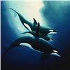 Image 2 : Wyland, "Orca Trio" Limited Edition Cibachrome, Numbered and Hand Signed with Ce