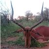 Image 2 : South Africa Ubathi Global Safaris is offerring 10 day hunt for 1 Hunter and 1 Non Hunter