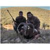 Image 10 : Spain Iberian Hunting Experience  4-day hunt and tour for 1 hunter & 1 non-hunter, choice of animals