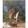 Image 9 : Spain Iberian Hunting Experience  4-day hunt and tour for 1 hunter & 1 non-hunter, choice of animals