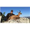 Image 2 : Wild Hunting Spain is offering a PYRENEAN CHAMOIS hunt, a wine-tasting and a Barcelona city tour