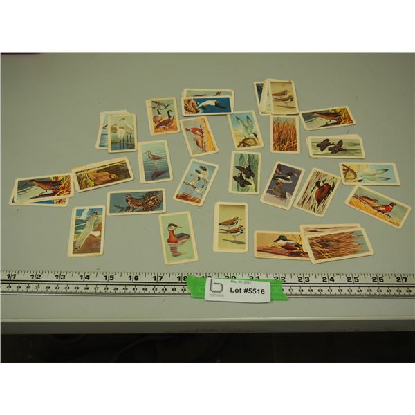 Red Rose Tea Cards Birds of North America