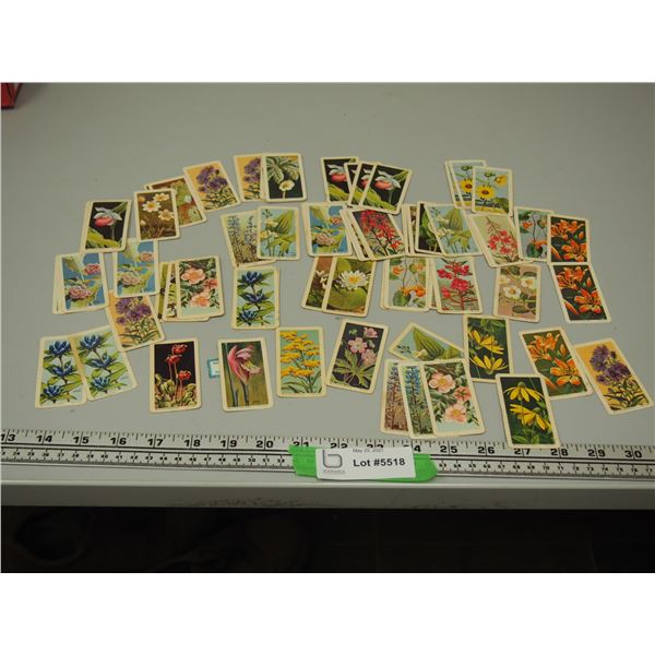 Red Rose Tea Cards Wild Flowers Of North America