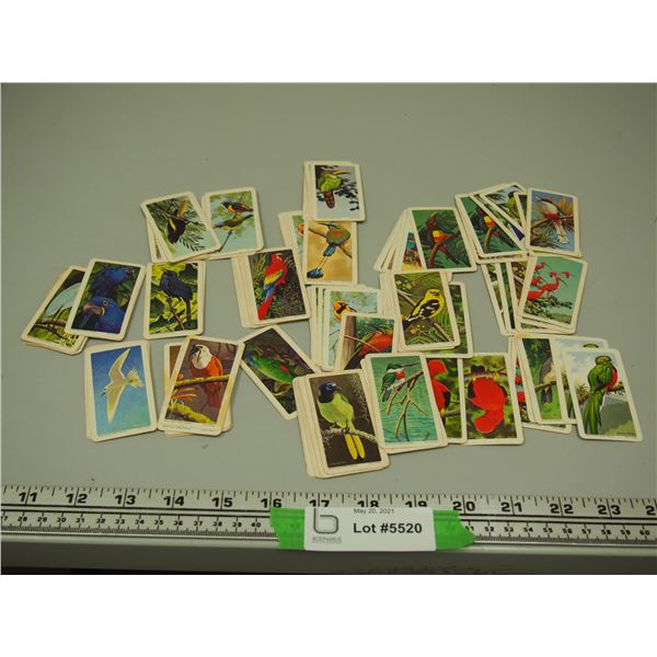 Red Rose Tea Cards Tropical Birds