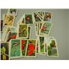 Image 3 : Red Rose Tea Cards Tropical Birds