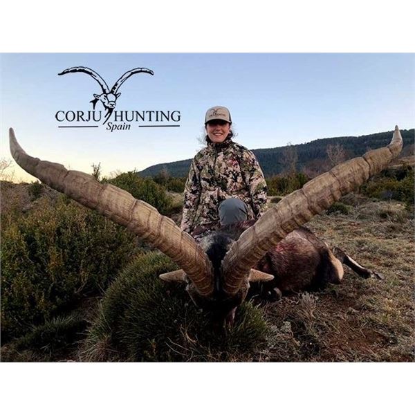 IBEX HUNT IN SPAIN