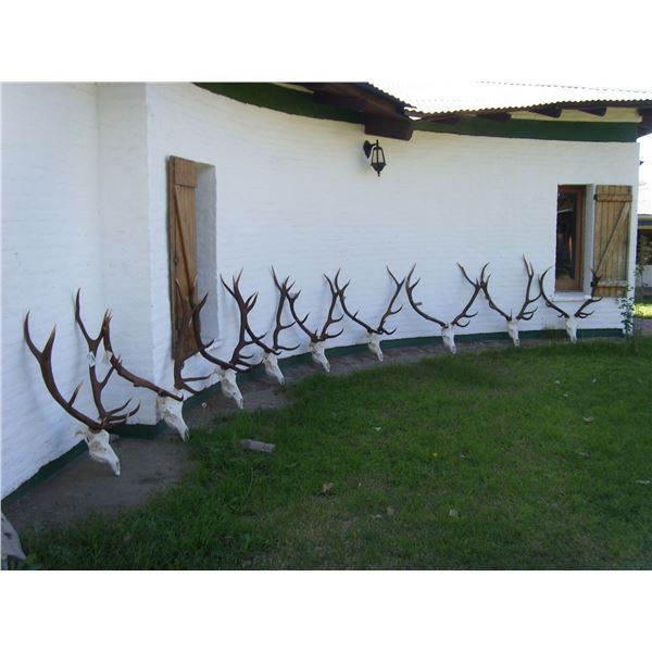 Great hunt for red stag for 1 hunter