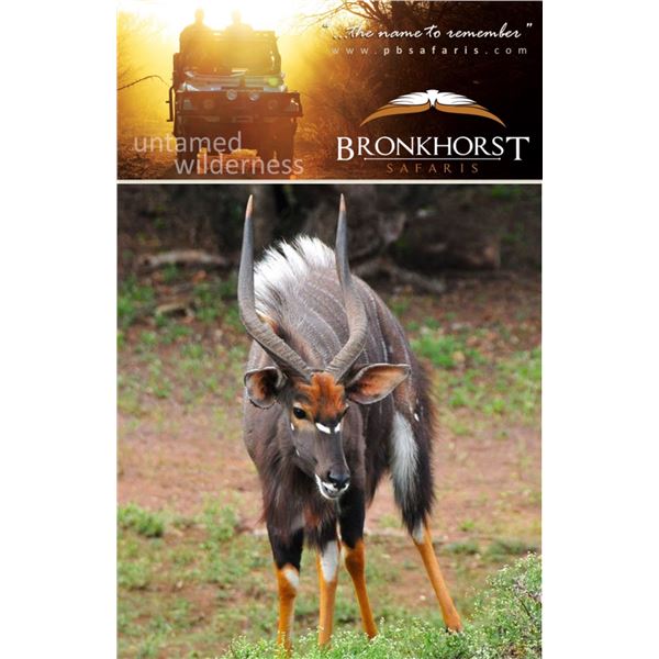 NYALA BULL HUNT