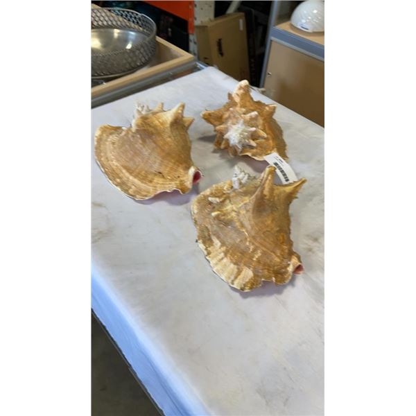 3 CONCH SHELLS