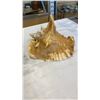 Image 2 : 3 CONCH SHELLS