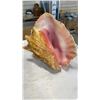 Image 3 : 3 CONCH SHELLS