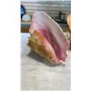 Image 7 : 3 CONCH SHELLS