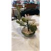 Image 2 : SMALL JADE TREE