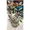 Image 2 : SMALL JADE TREE AND GRAPES