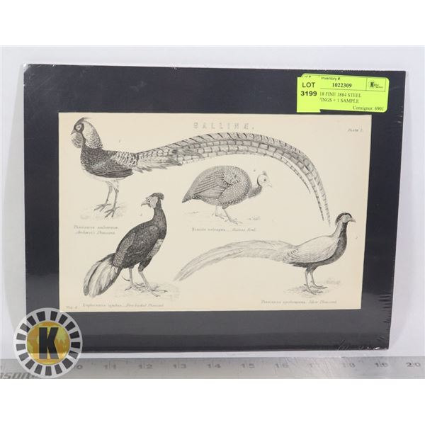 BIRDS - 18 FINE 1884 STEEL ENGRAVINGS + 1 SAMPLE