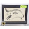 Image 1 : BIRDS - 18 FINE 1884 STEEL ENGRAVINGS + 1 SAMPLE