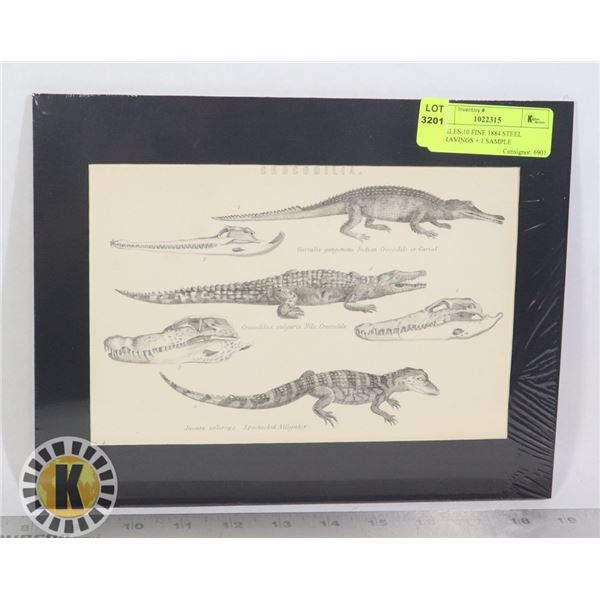 REPTILES 10 FINE 1884 STEEL ENGRAVINGS + 1 SAMPLE
