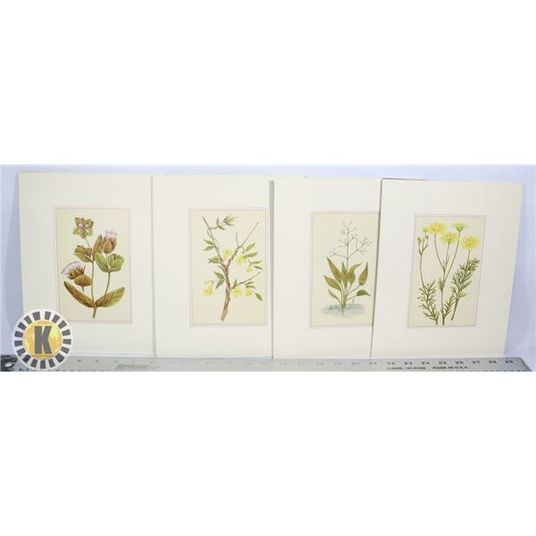 4 BOTANICAL LITHOGRAPHS FROM WILDFLOWERS OF CANADA