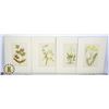 Image 1 : 4 BOTANICAL LITHOGRAPHS FROM WILDFLOWERS OF CANADA