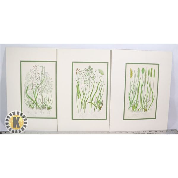 3 ANNE PRATT BOTANICAL LITHOGRAPHS FROM 1890