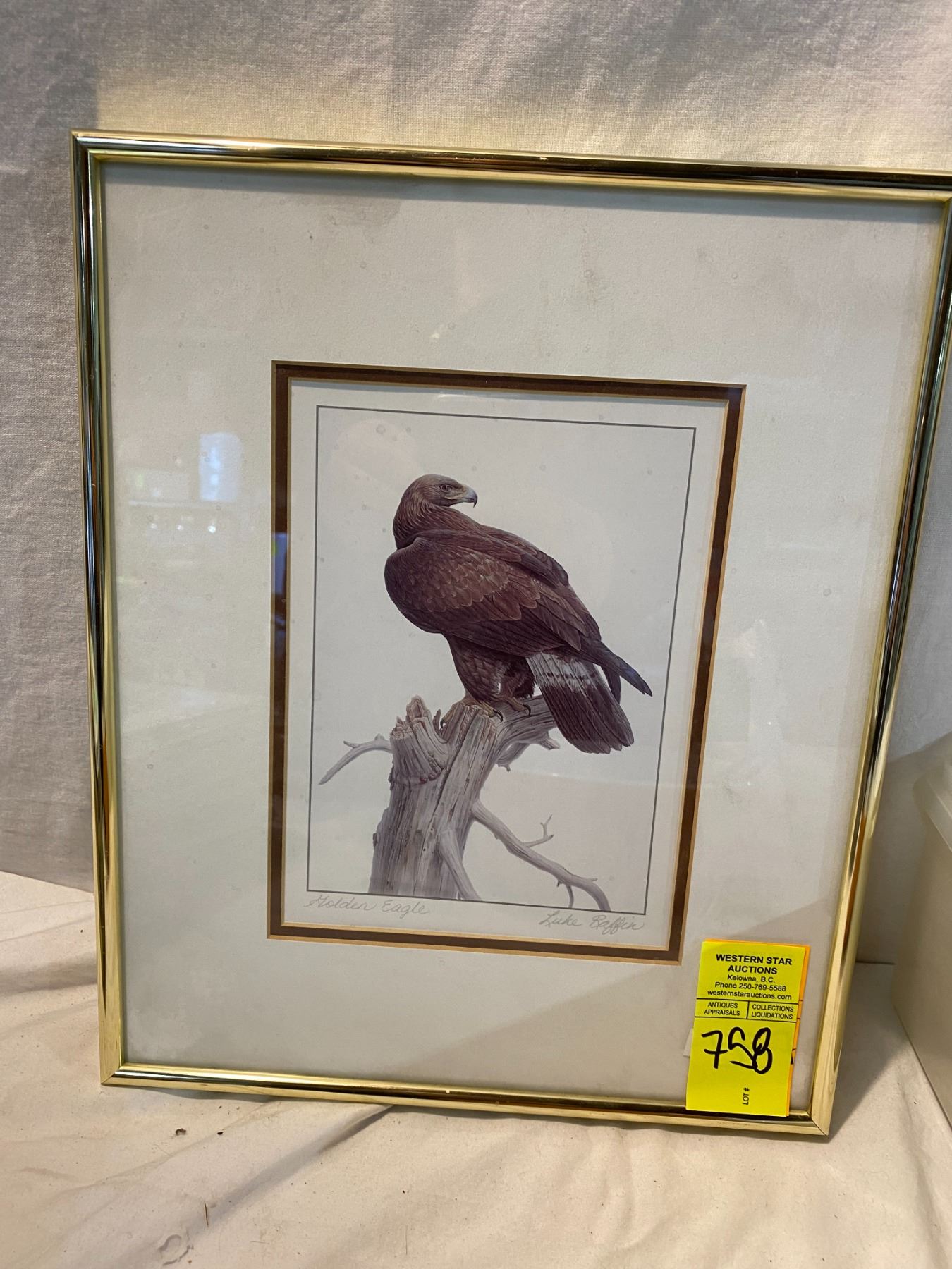 Golden eagle Luke Raffin