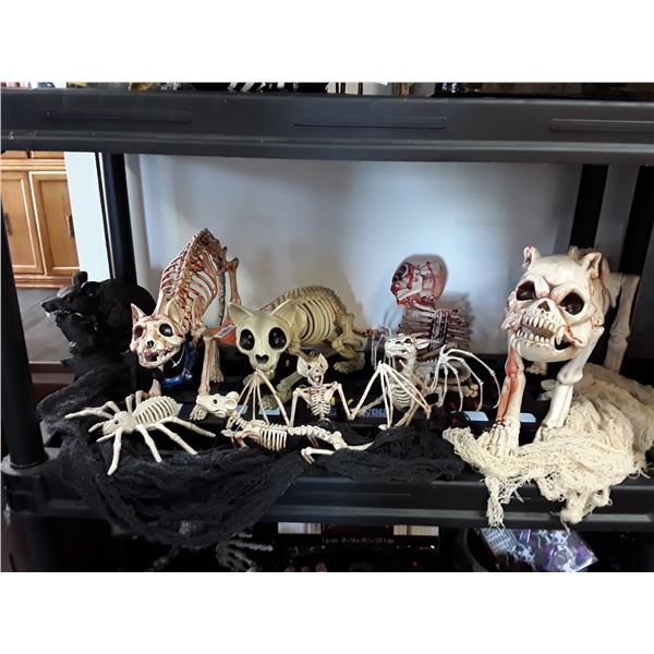 Lot of Animal Skeletons