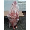 Image 1 : Bloody Cadaver Apr 5'