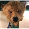 Image 1 : Brown bear taxidermy head mount