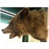 Image 2 : Brown bear taxidermy head mount