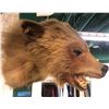 Image 3 : Brown bear taxidermy head mount