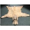 Image 1 : Mountain goat full hide professionally taxidermy w/tags