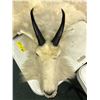 Image 2 : Mountain goat full hide professionally taxidermy w/tags