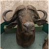 Image 1 : Cape Buffalo professionally Taxidermy head mount (one of Africa's top 5 trophy animals)