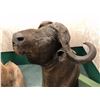 Image 3 : Cape Buffalo professionally Taxidermy head mount (one of Africa's top 5 trophy animals)