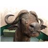Image 4 : Cape Buffalo professionally Taxidermy head mount (one of Africa's top 5 trophy animals)