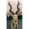 Image 1 : Addax screwhorn Antelope professionally Taxidermy head mount