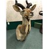 Image 2 : Addax screwhorn Antelope professionally Taxidermy head mount