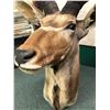 Image 3 : Addax screwhorn Antelope professionally Taxidermy head mount