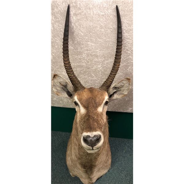 Antelope professionally Taxidermy head mount